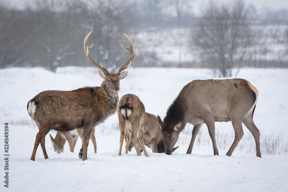 Sika or spotted deer herd on snow in winter. Japanese deer Cervus nippon in wildlife Sika or spotted deer herd on snow in winter. Japanese deer Cervus nippon in wildlife