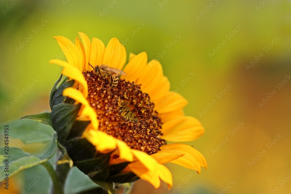 Biene mit Morgentau auf Sonnenblume im Morgenlicht
Biene mit Morgentau auf Sonnenblume im Morgenlicht