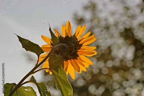 Fototapeta Naklejka Na Ścianę i Meble -  Sonnenblume im Morgengegenlicht
