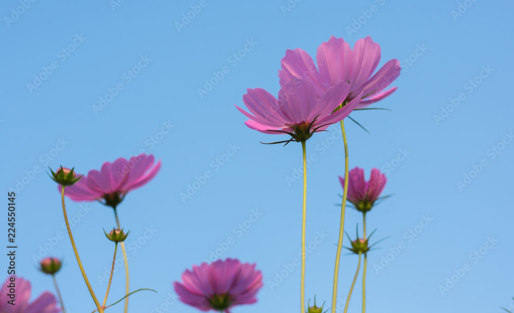 Cosmos flower in park,soft focus.