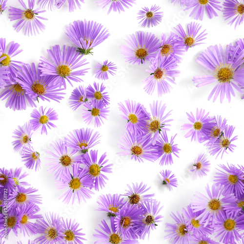 Seamless pattern of fresh wildflowers. Flowers alpine aster isolated on white background, top view, flat layout.