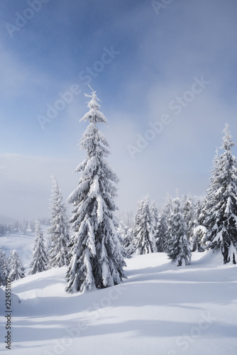 Winter landscape with fir trees in the snow