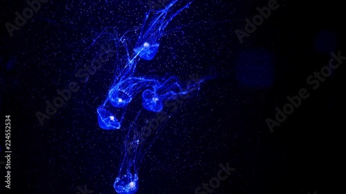 Close-up Jellyfish, Medusa in fish tank with neon light. Jellyfish is free-swimming marine coelenterate with a jellylike bell- or saucer-shaped body that is typically transparent.