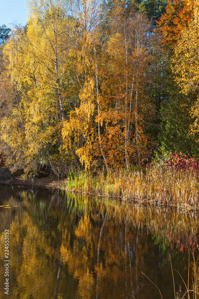 Autumn colored trees Autumn colored trees