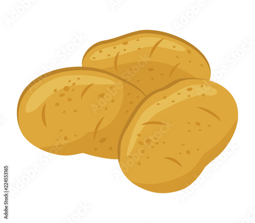 Potatoes isolated on white background, vector illustration.