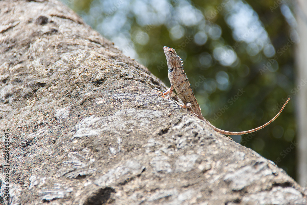 Lizard sitting on a stone Lizard sitting on a stone