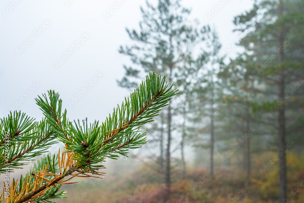 Pine branch in the misty morning light in the forest Pine branch in the misty morning light in the forest