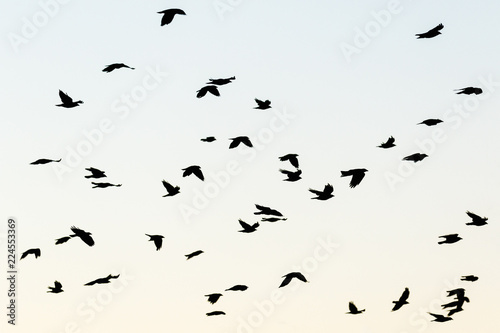 Jackdaws flying in the sky