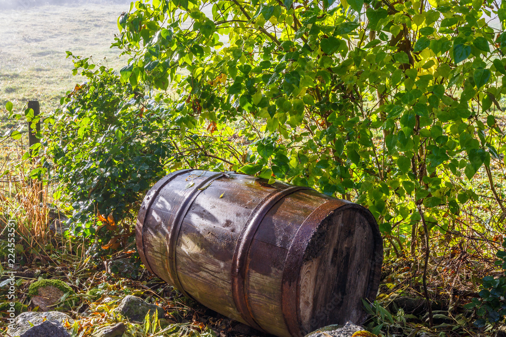 Old wooden barrel under a bush Old wooden barrel under a bush