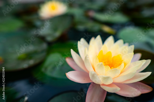 Fototapeta Naklejka Na Ścianę i Meble -  A close-up with the beauty of the lotus