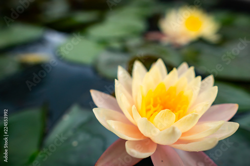 A close-up with the beauty of the lotus