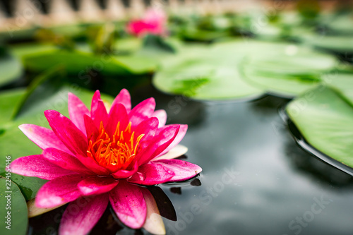 A close-up with the beauty of the lotus