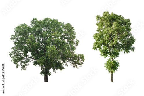 Set of big tree isolated on white background.