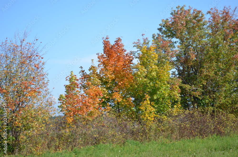 Fototapeta premium autumn, tree, fall, forest, nature, landscape, sky, trees, leaves, season, yellow