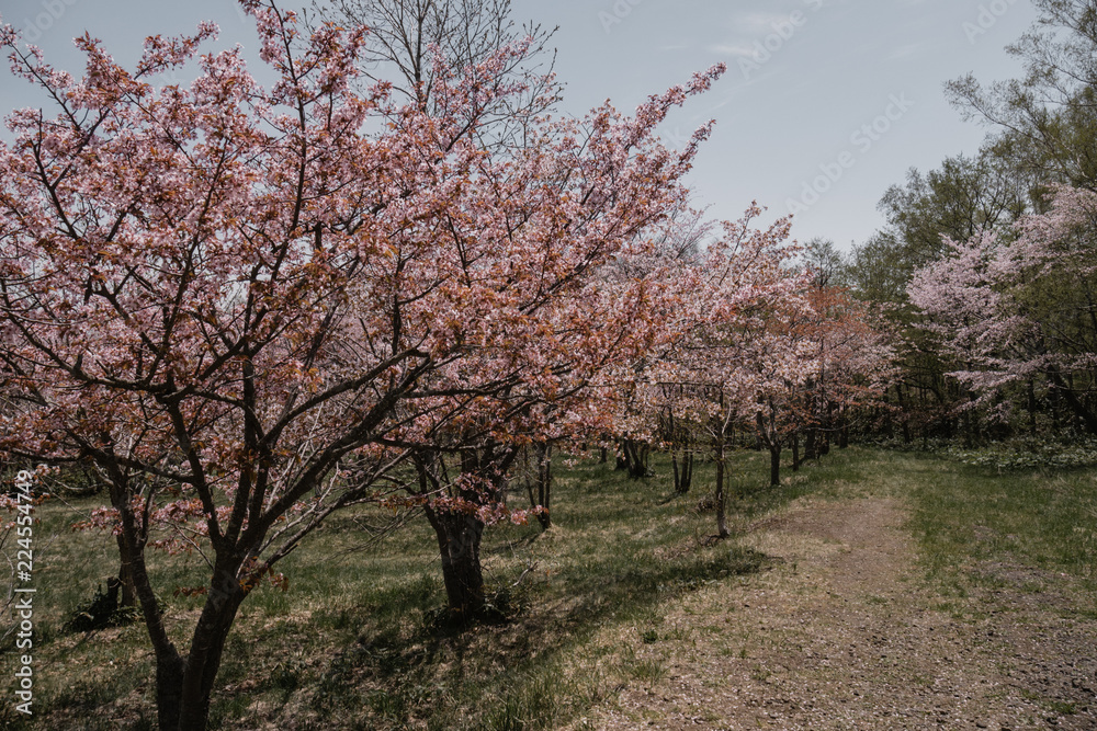 Obraz premium Spring Day