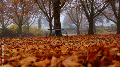 Herbststimmung mit orangenen Blättern - Autumn with falling leaves