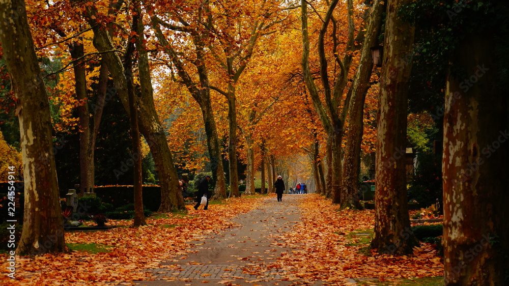 Herbststimmung mit orangenen Blättern - Autumn with falling leaves