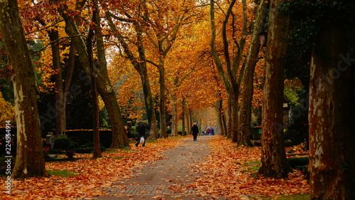 Herbststimmung mit orangenen Blättern - Autumn with falling leaves