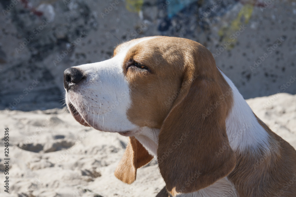 Portrait of a beagle dog, close-up, head. Portrait of a beagle dog, close-up, head.