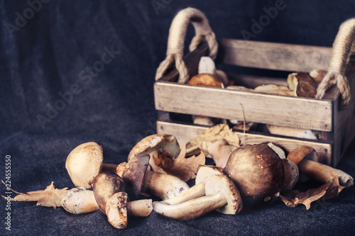 Forest mushrooms in a wooden box on a dark background