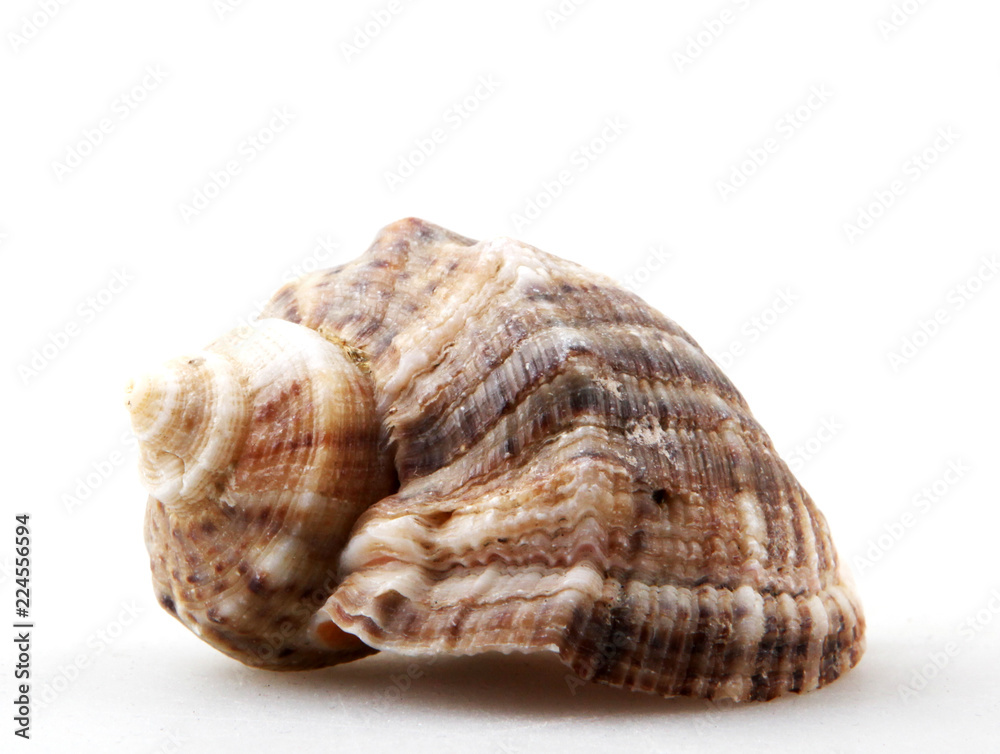 Rapana isolated on white background. Rapana isolated on white background.
