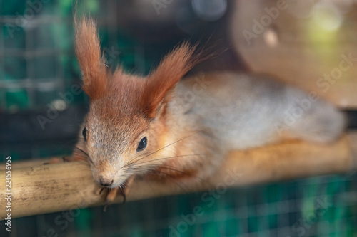 Squirrels were raised in cages.