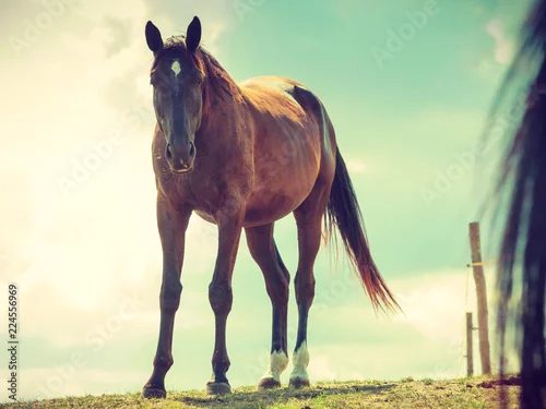 Obraz Brown dziki koń na łąkowym idyllicznym polu