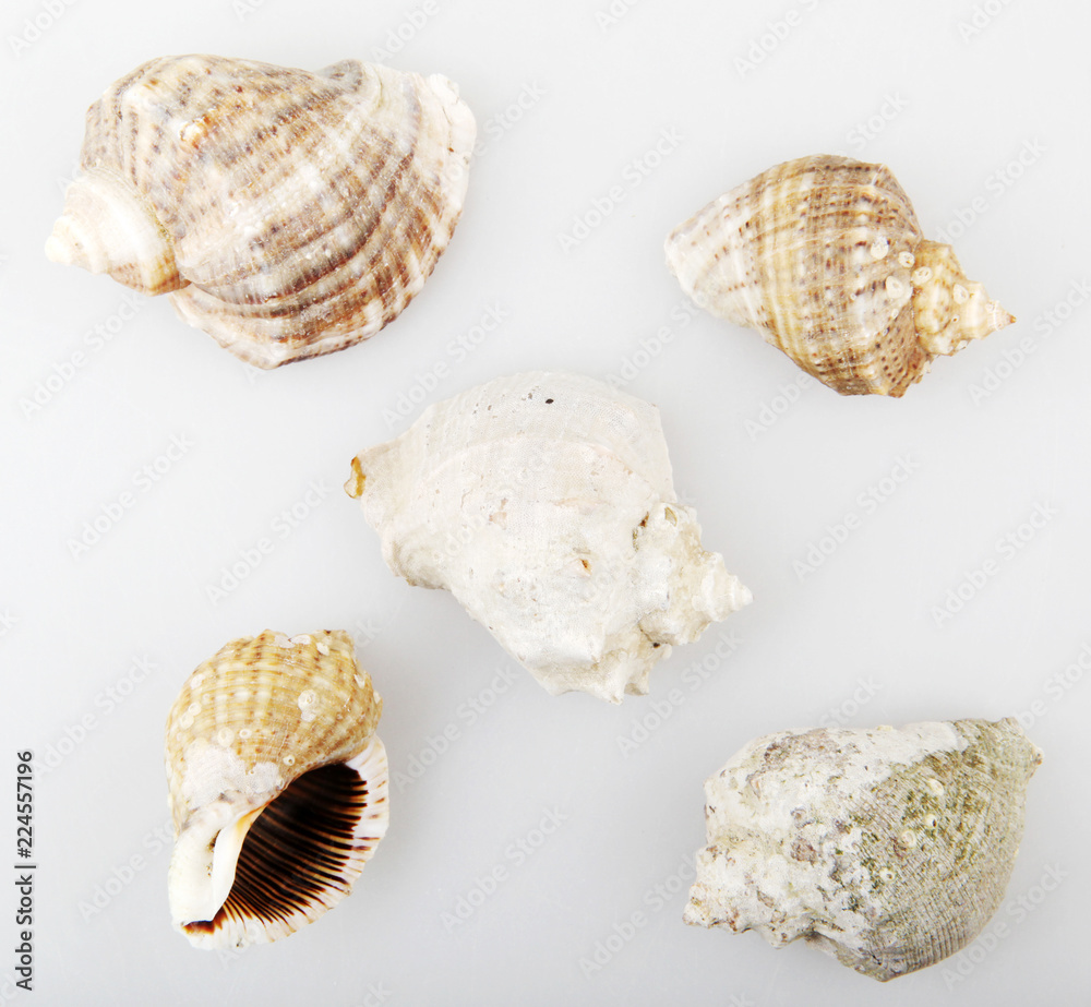 Rapana isolated on white background. Rapana isolated on white background.