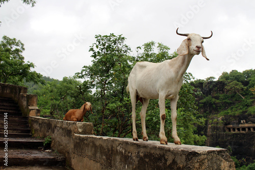 The goats are proudly overlooking Ajanta caves, the rock-cut Buddhist monuments