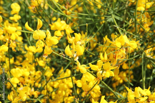 Background flowering, Spartium junceum, Spanish broom or weaver's broom, Yellow broom flower