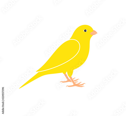 Canary logo. Isolated canary on white background photo