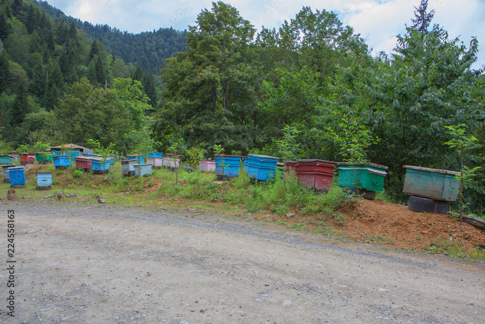 Bee hives near the forest in the mountains