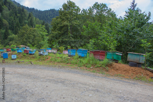 Bee hives near the forest in the mountains