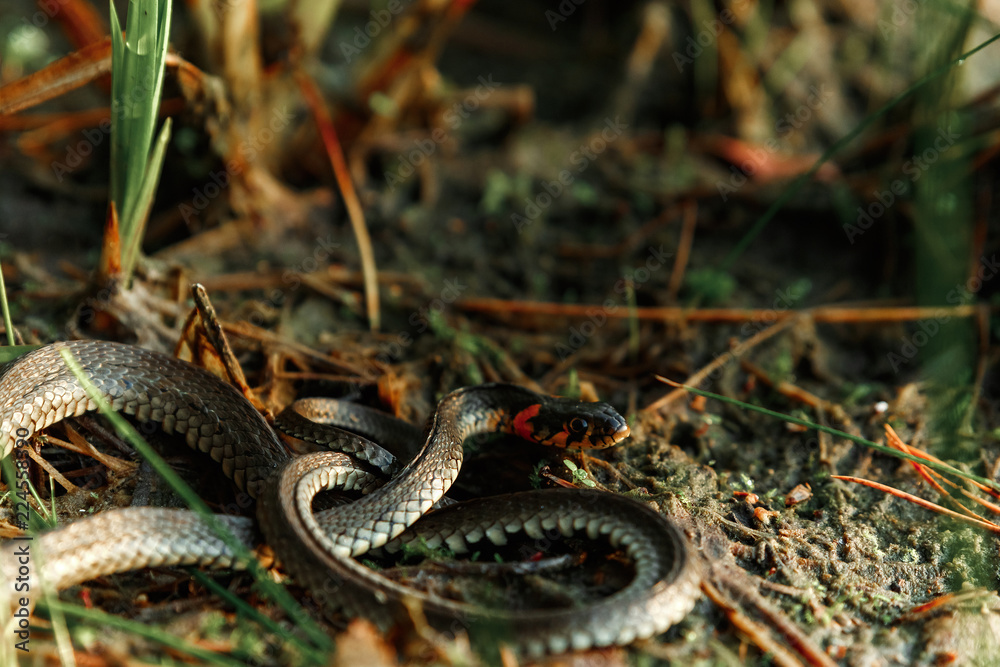 Obraz premium The grass snake, sometimes called a water snake, hides in the grass. Not poisonous snakes, fauna.