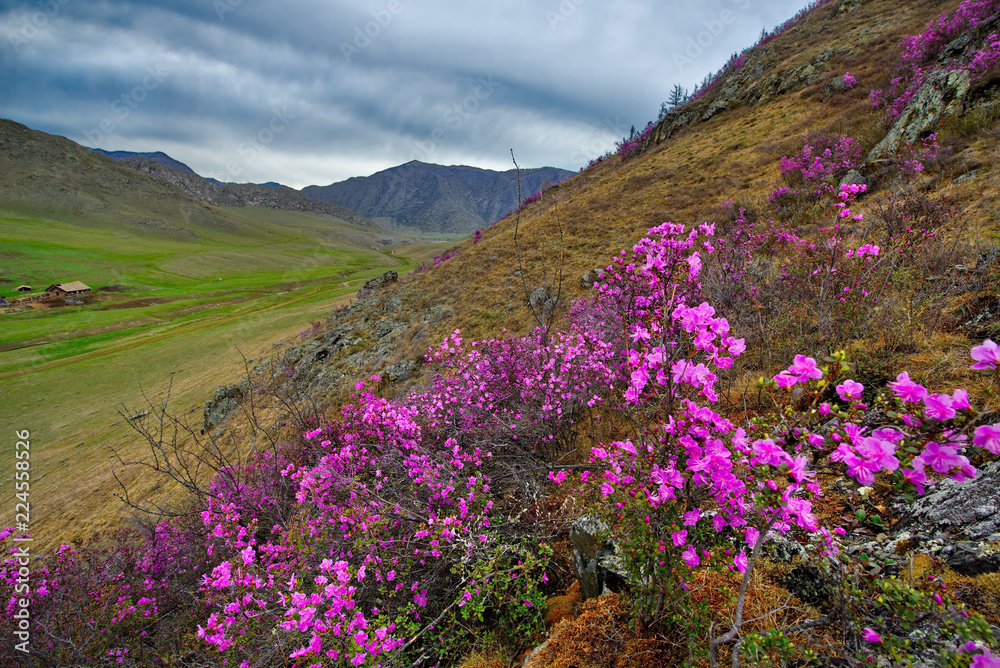 Russia. Mountain Altai. Chuyskiy tract in the period of the flowering of Maralnik (Rhododendron). Russia. Mountain Altai. Chuyskiy tract in the period of the flowering of Maralnik (Rhododendron).