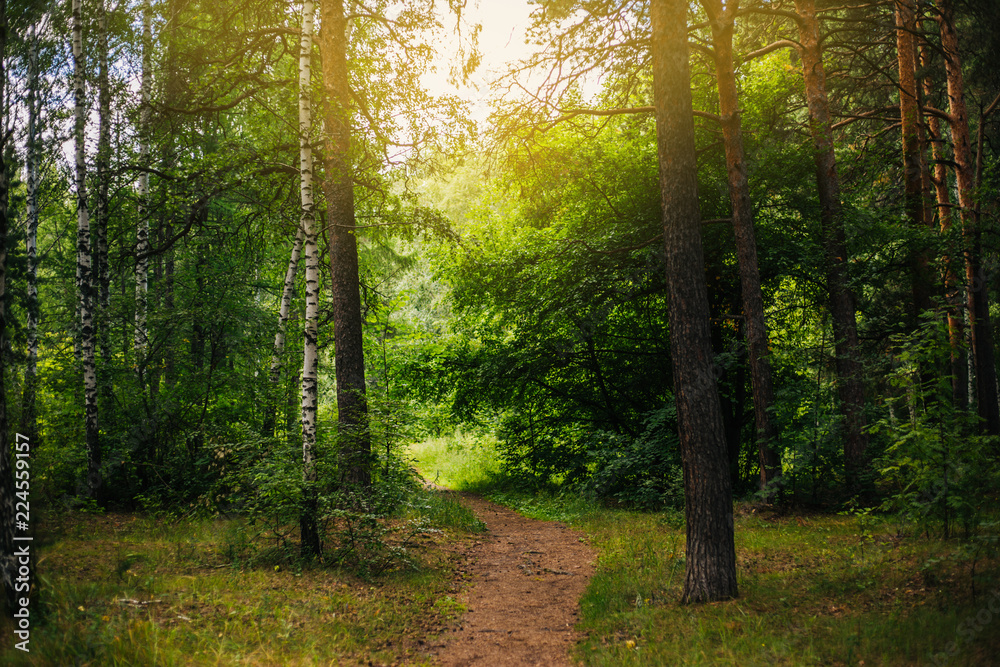 Naklejka premium A fabulous relic forest. Pinery. Nature. Outdoors background