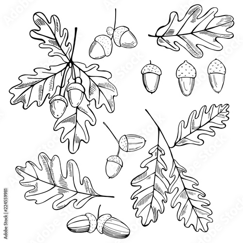 Hand drawn oak leaves and acorns. Vector sketch  illustration.