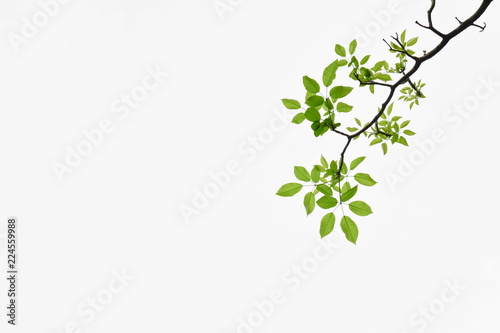 beautiful tree branch and green leaf isolated on pale white background
