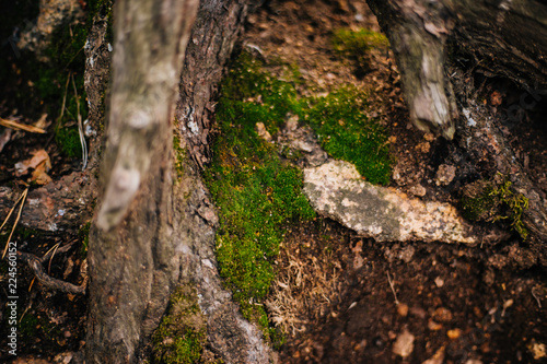 Bark of wood with moss texture. Outdoors background