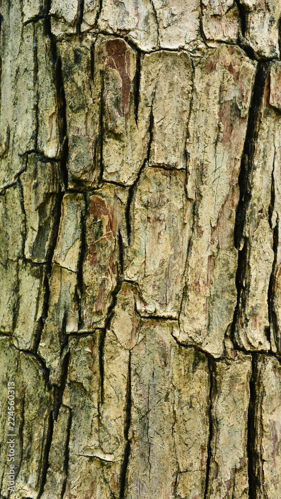 Tree skin texture - closeup Tree skin texture - closeup