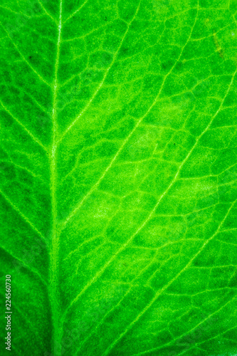 Detail of a fresh green leaf close up background.
