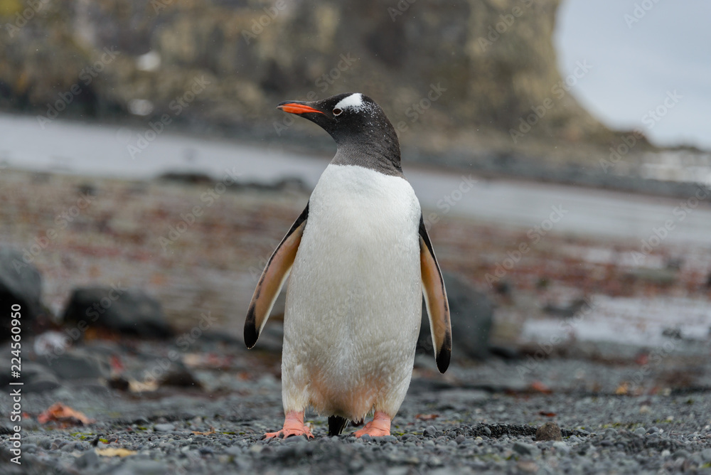 Naklejka premium Gentoo penguin going on beach