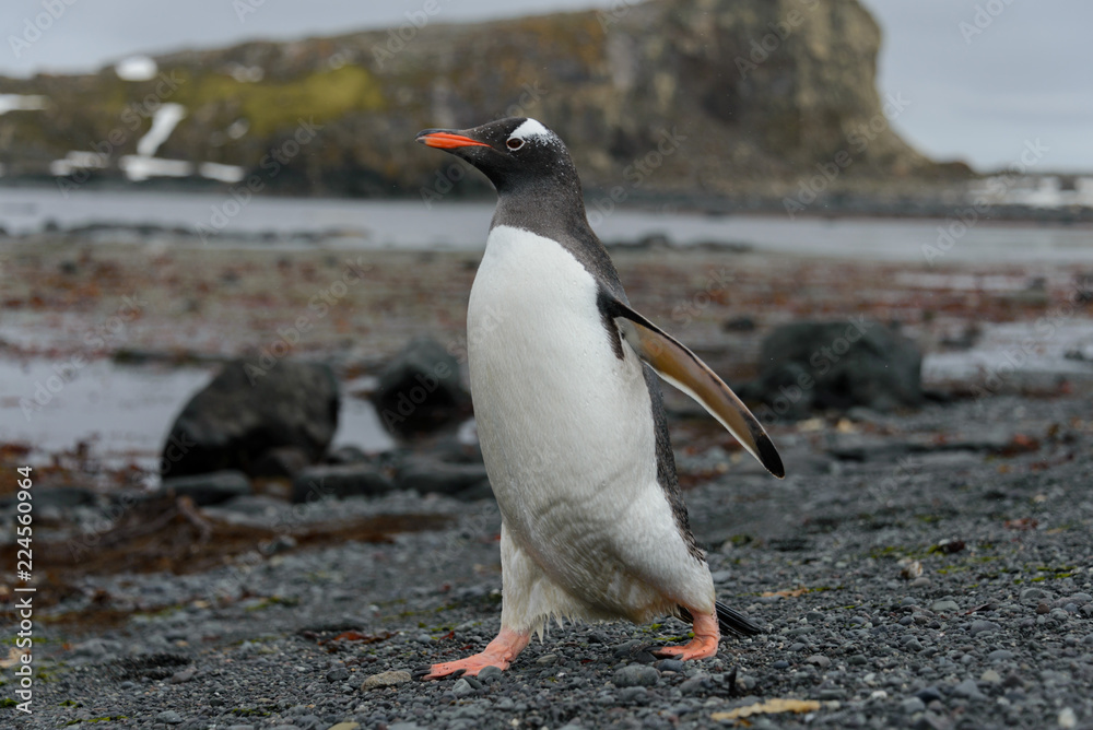 Fototapeta premium Gentoo penguin going on beach