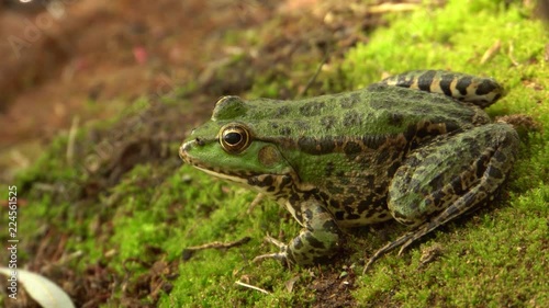 Close-up of the lake frog Rana ridibunda resting on the shore of a wild lake in the autumn in the foothills of the North Caucasus photo