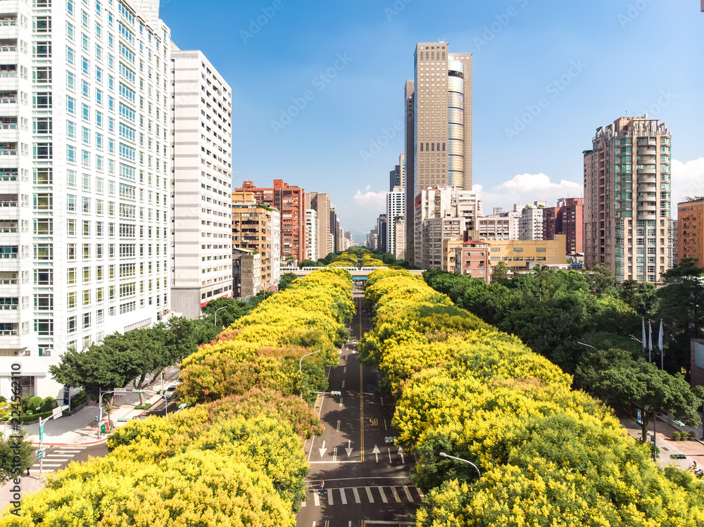 Fototapeta premium Banyan trees on Dunhua Road, Taipei.