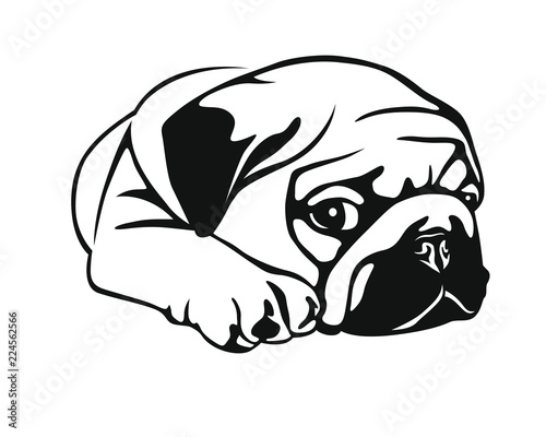 Sleeping Pug Baby - Mopsbaby