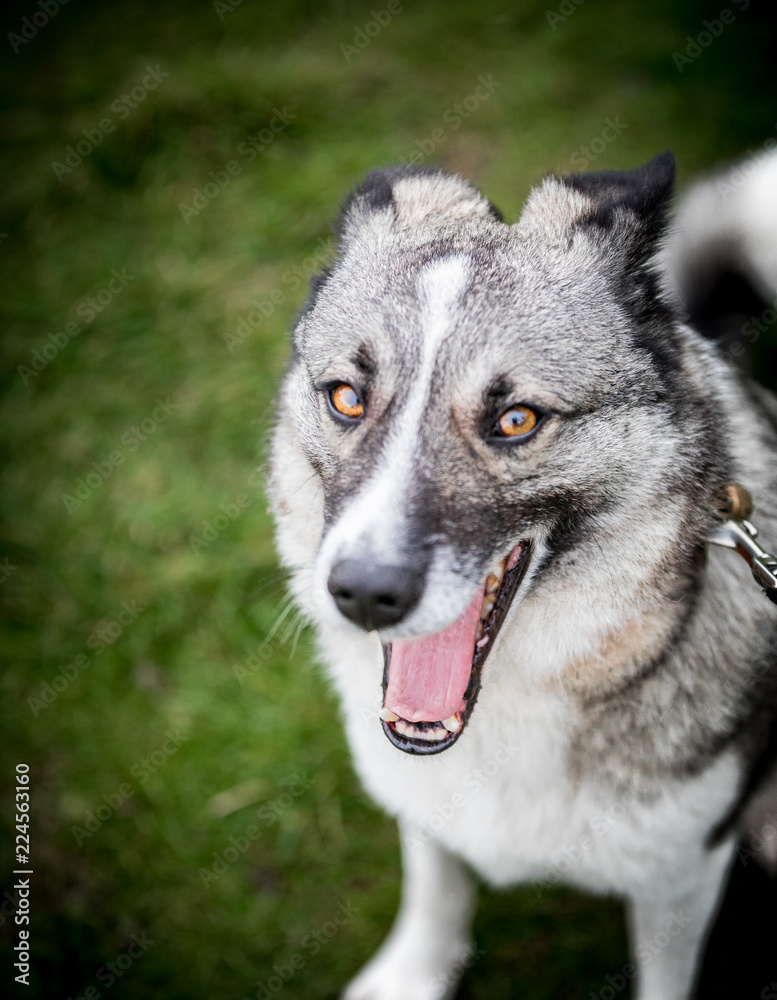 Obraz premium The Collie