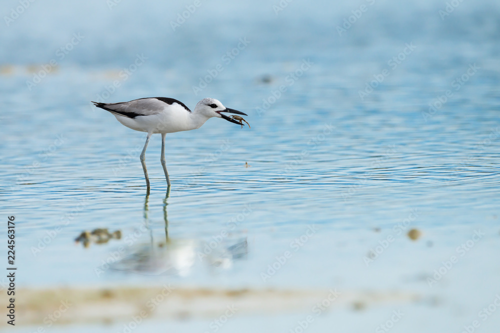 Crab plover eating lunch..Plover enjoying crab floating in between beaks at Laem Krangyai andaman sea Thailand ,rare migratory crab plover with water reflection .. Crab plover eating lunch..Plover enjoying crab floating in between beaks at Laem Krangyai andaman sea Thailand ,rare migratory crab plover with water reflection ..