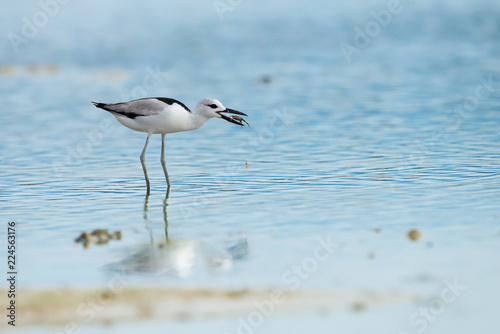Crab plover eating lunch..Plover enjoying crab floating in between beaks at Laem Krangyai andaman sea Thailand ,rare migratory crab plover with water reflection ..