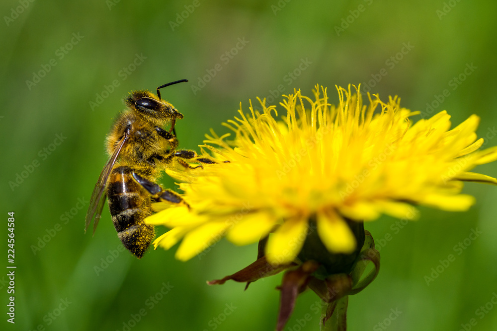 Honeybee on a Dandelion gathering nectar Honeybee on a Dandelion gathering nectar